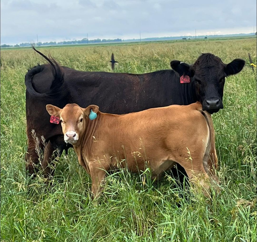 Thank you to our 2024 bull & heifer customers!